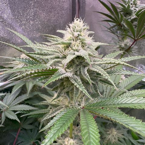 Blueberry Cupcake #1 growlog timeline photo