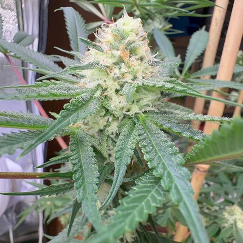 Blueberry Pancakes #2 growlog timeline photo