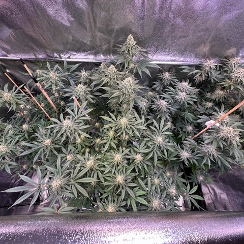 Blueberry Pancakes #1 growlog timeline photo