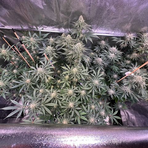 Blueberry Pancakes #1 growlog timeline photo