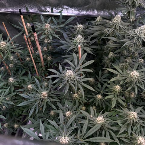 Blueberry Pancakes #1 growlog timeline photo