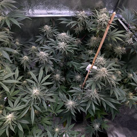 Blueberry Pancakes #1 growlog timeline photo