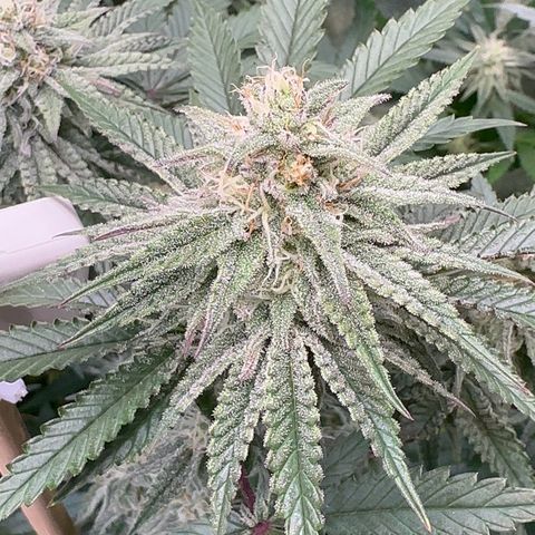 Blueberry Cupcake #1 growlog timeline photo