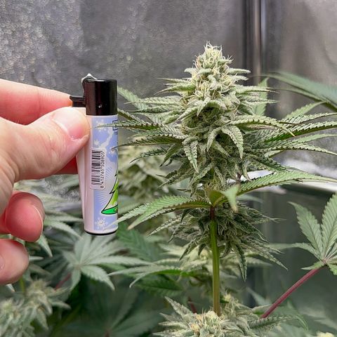 Blueberry Cupcake #1 growlog timeline photo