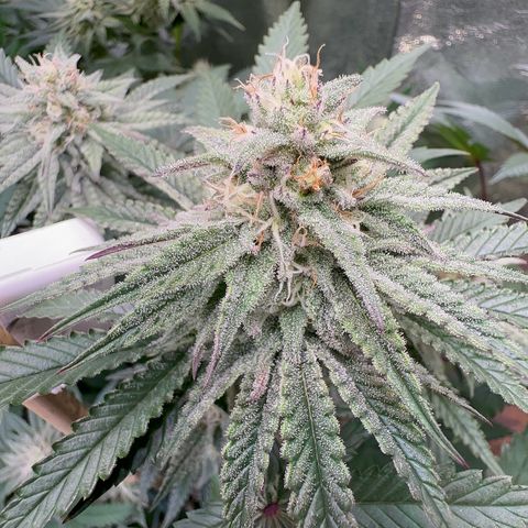 Blueberry Cupcake #1 growlog timeline photo