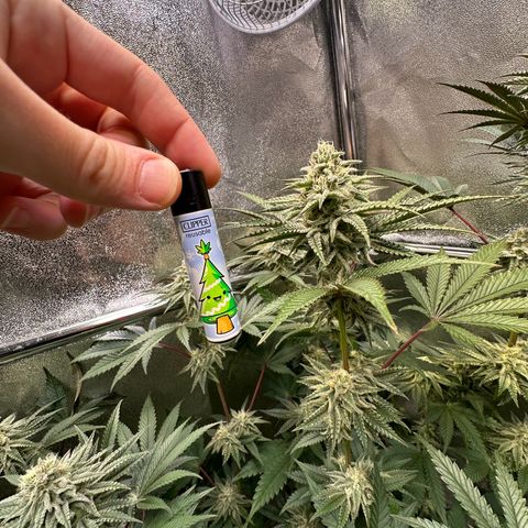 Blueberry Cupcake #1 growlog timeline photo