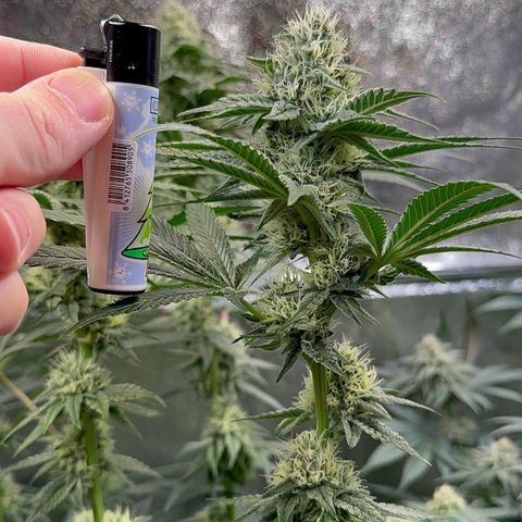 Emerald Fire O.G  growlog timeline photo