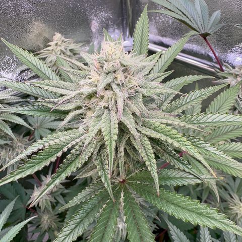 Blueberry Cupcake #1 growlog timeline photo