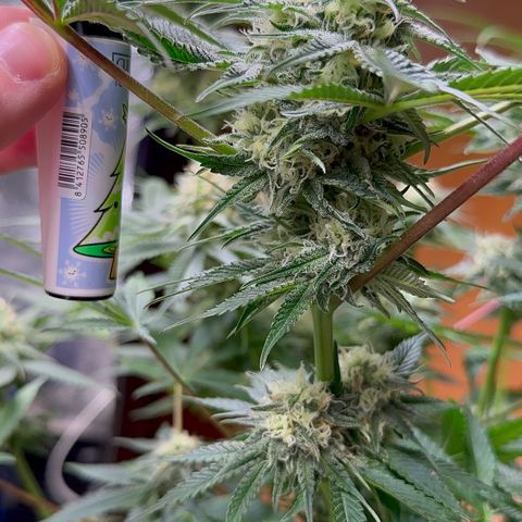 Blueberry Pancakes #2 growlog timeline photo