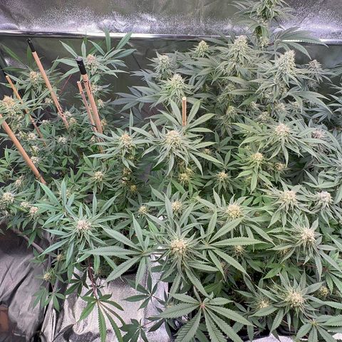 Blueberry Pancakes #1 growlog timeline photo