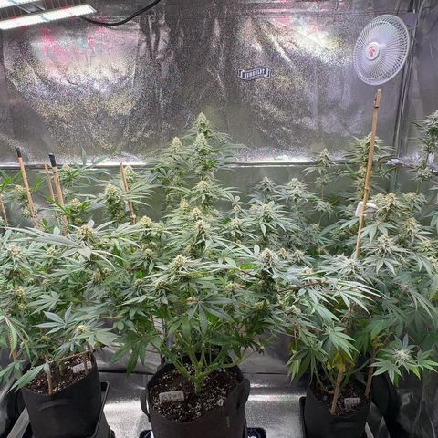 Blueberry Pancakes #1 growlog timeline photo