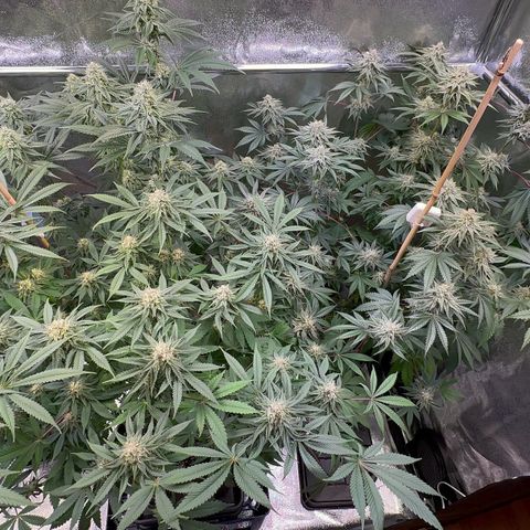 Blueberry Pancakes #1 growlog timeline photo