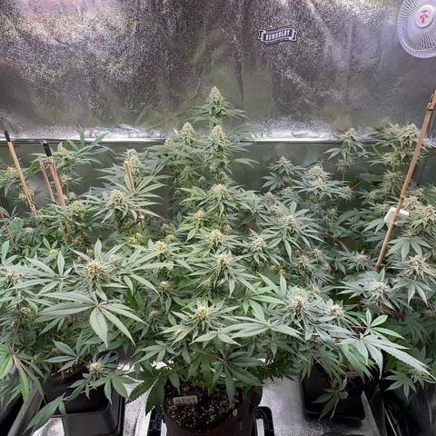 Blueberry Pancakes #1 growlog timeline photo