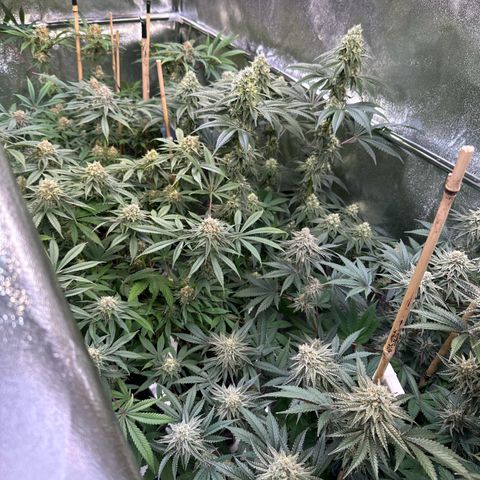 Blueberry Pancakes #1 growlog timeline photo