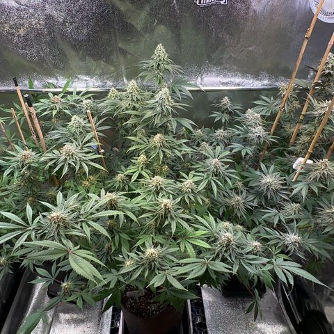 Blueberry Pancakes #1 growlog timeline photo