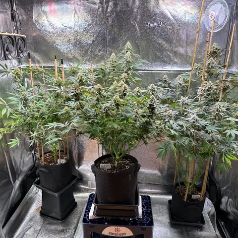 Blueberry Pancakes #1 growlog timeline photo