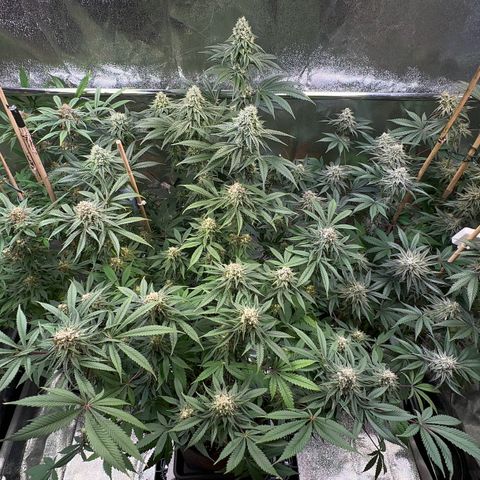 Blueberry Pancakes #1 growlog timeline photo