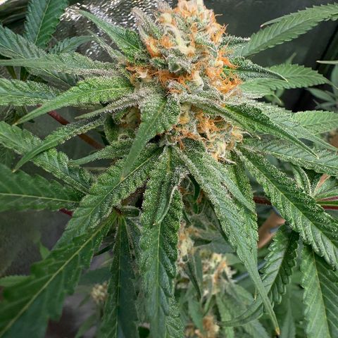 Blueberry Pancakes #2 growlog timeline photo