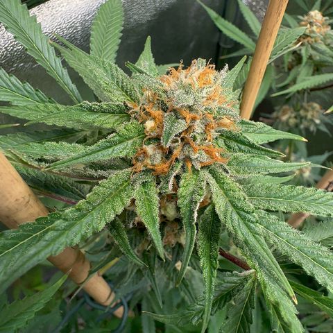 Blueberry Pancakes #2 growlog timeline photo