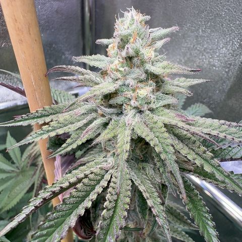 Blueberry Cupcake #1 growlog timeline photo