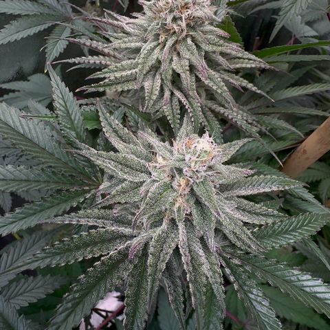 Blueberry Cupcake #1 growlog timeline photo