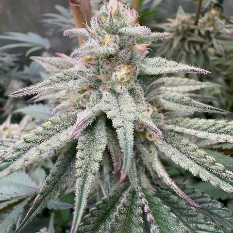 Blueberry Cupcake #1 growlog timeline photo