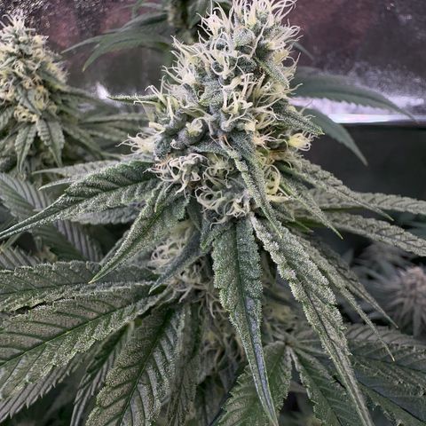 Emerald Fire O.G  growlog timeline photo