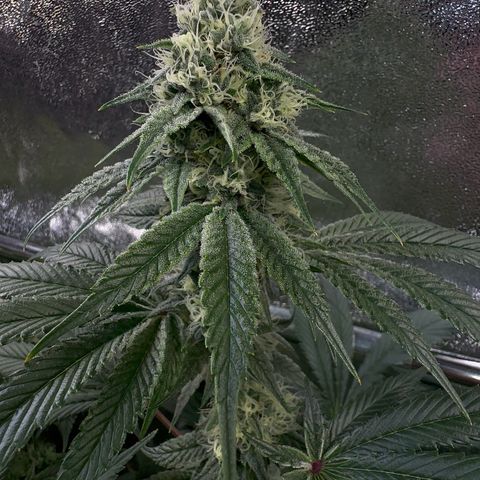 Emerald Fire O.G  growlog timeline photo
