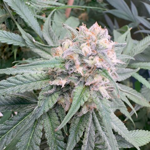 Blueberry Pancakes #1 growlog timeline photo
