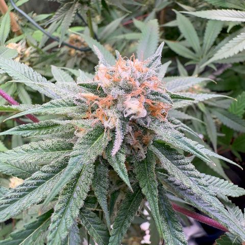 Blueberry Pancakes #1 growlog timeline photo
