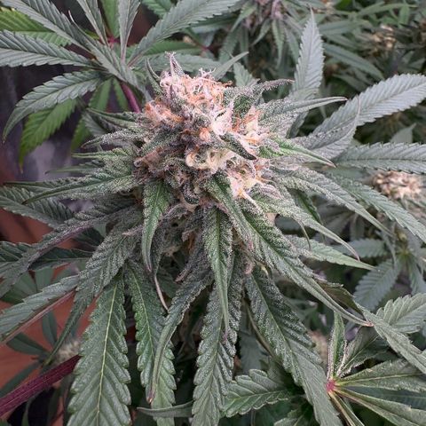 Blueberry Pancakes #1 growlog timeline photo