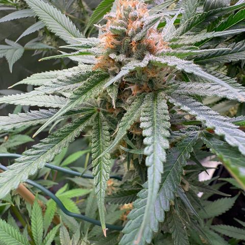 Blueberry Pancakes #1 growlog timeline photo