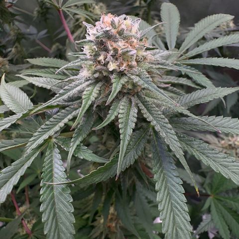 Blueberry Pancakes #1 growlog timeline photo