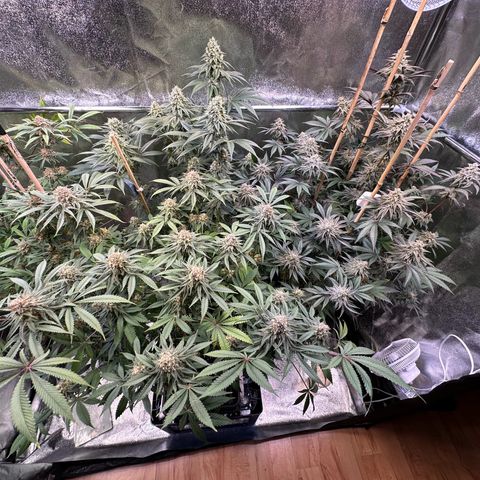 Blueberry Pancakes #1 growlog timeline photo