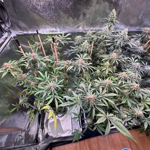 Blueberry Pancakes #1 growlog timeline photo