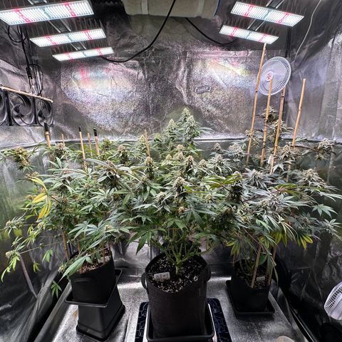 Blueberry Pancakes #1 growlog timeline photo
