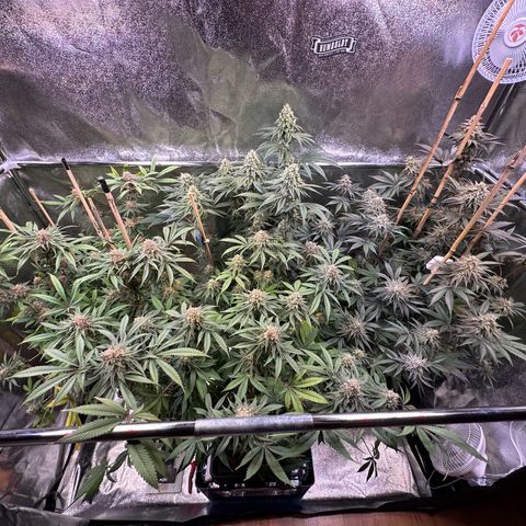 Blueberry Pancakes #1 growlog timeline photo