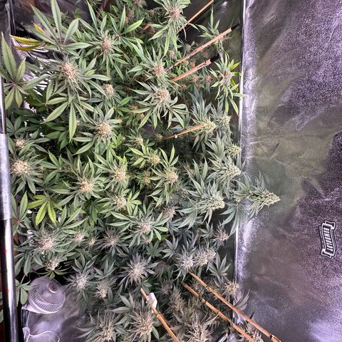 Blueberry Pancakes #1 growlog timeline photo