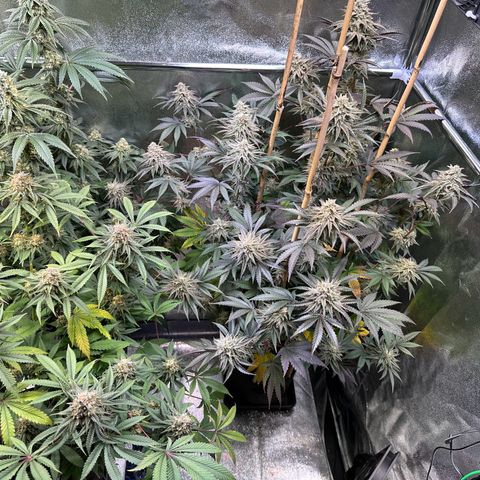 Blueberry Pancakes #1 growlog timeline photo