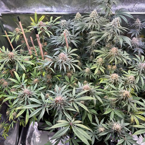 Blueberry Pancakes #1 growlog timeline photo