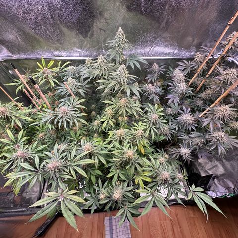 Blueberry Pancakes #1 growlog timeline photo