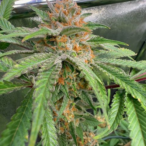 Blueberry Pancakes #2 growlog timeline photo