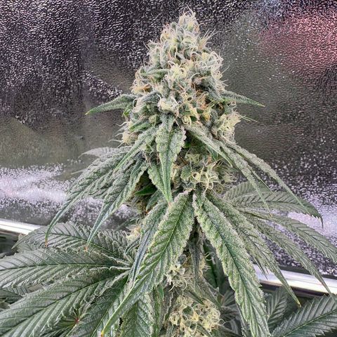 Emerald Fire O.G  growlog timeline photo