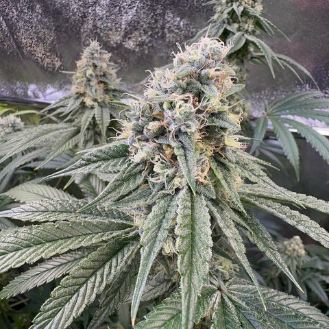 Emerald Fire O.G  growlog timeline photo