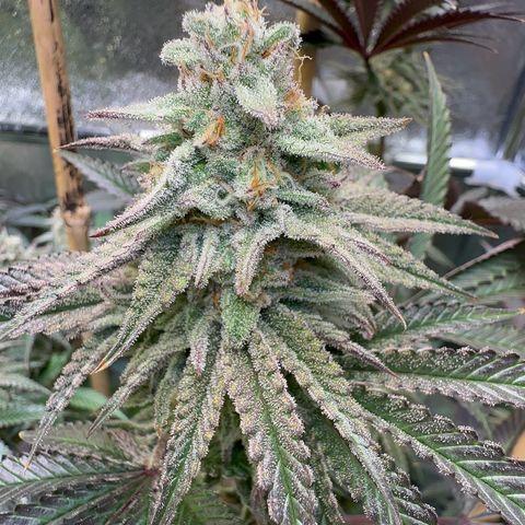 Blueberry Cupcake #1 growlog timeline photo