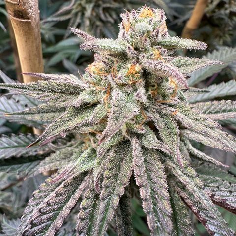 Blueberry Cupcake #1 growlog timeline photo