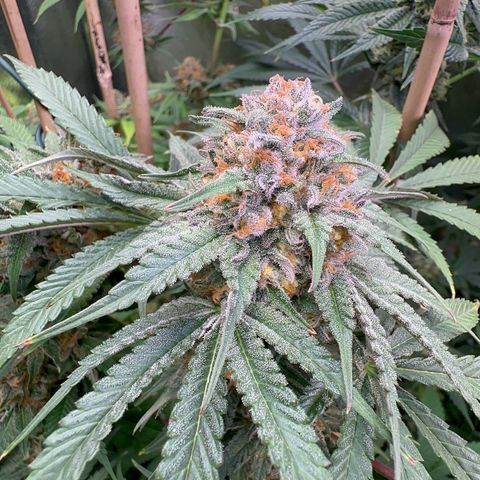 Blueberry Pancakes #1 growlog timeline photo