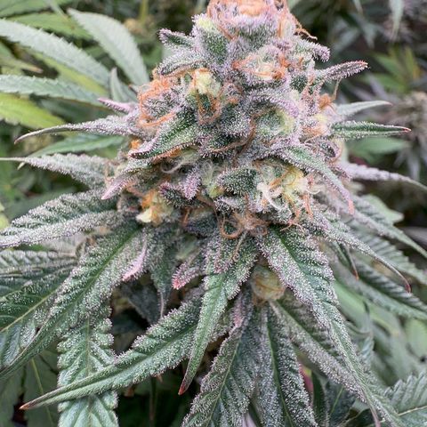Blueberry Pancakes #1 growlog timeline photo