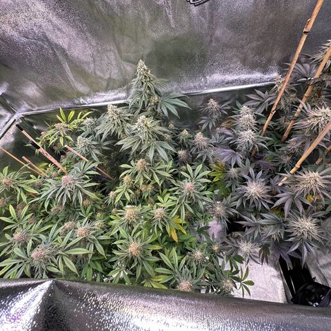 Blueberry Pancakes #1 growlog timeline photo