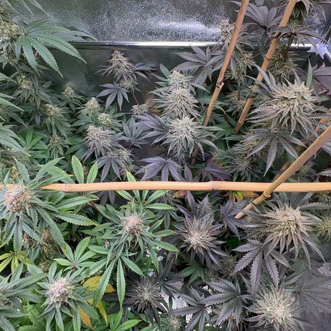 Blueberry Pancakes #1 growlog timeline photo